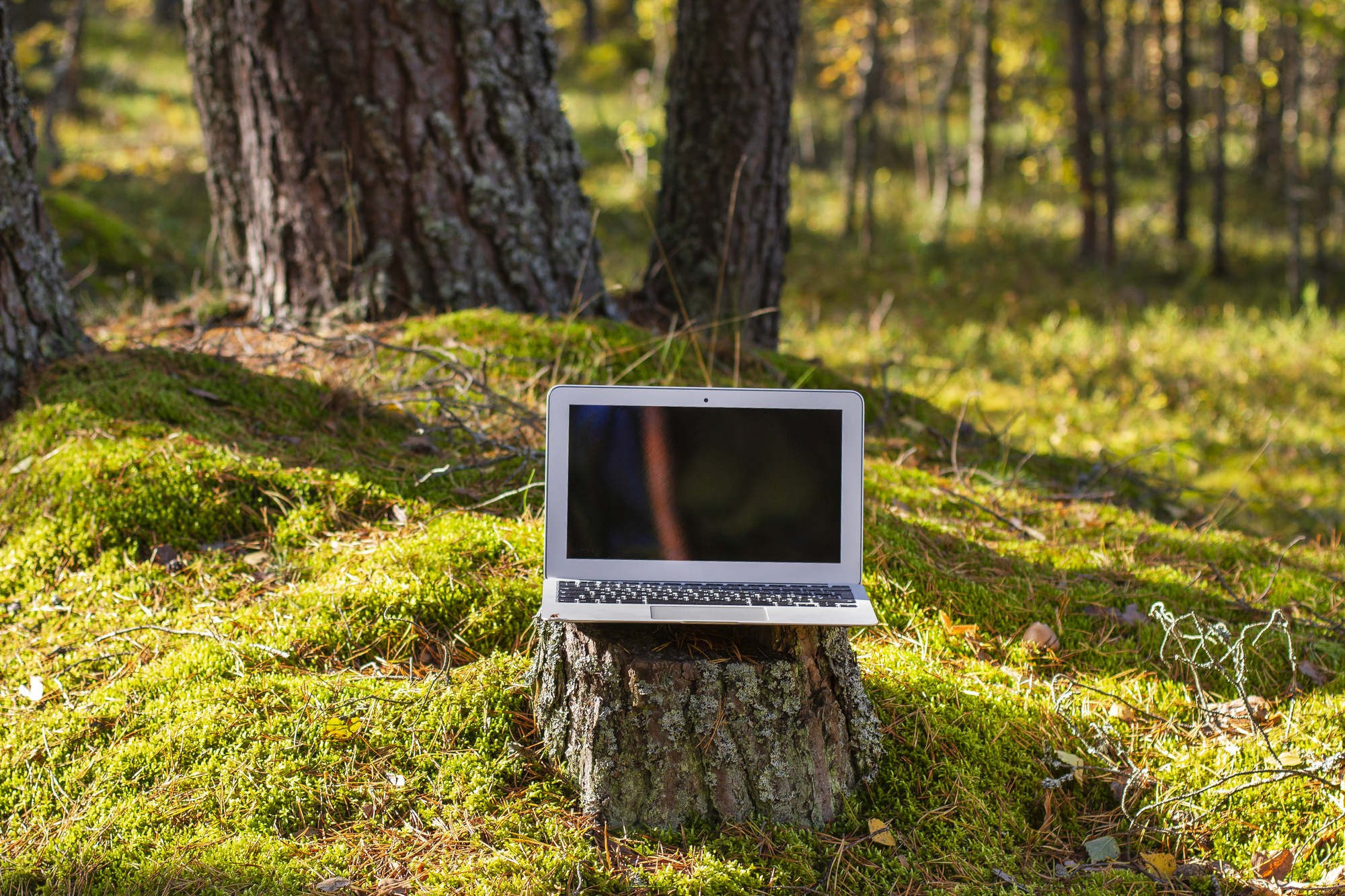 Was denkt ChatGPT über den Klimaschützer Wald?